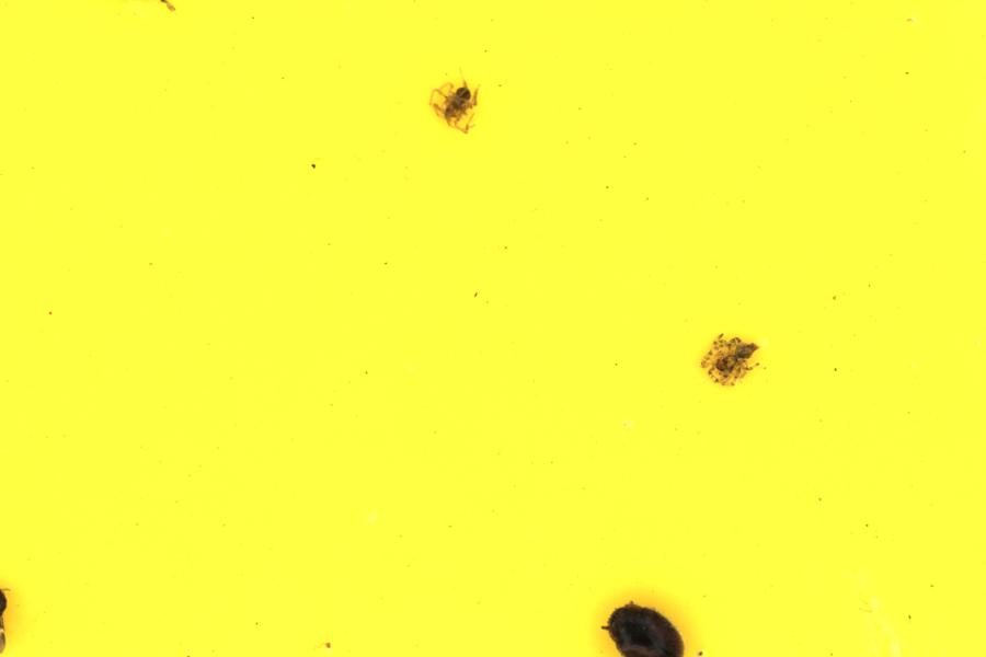 Image 10